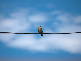 A hermit thrush sits on high-voltage wires against a blue sky background