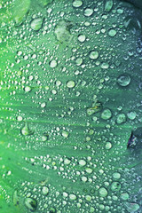 Green  leaf after rain in the garden. Raindrop.Background. Macro. The main object out of focus. Vertical