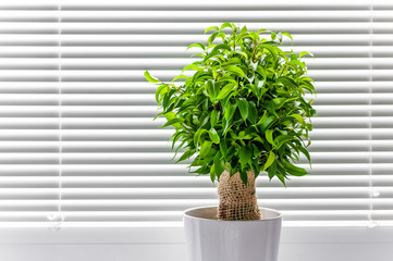 Ficus ginseng plant