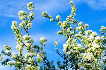Blooming white flowers fruit trees on background of blue sky.