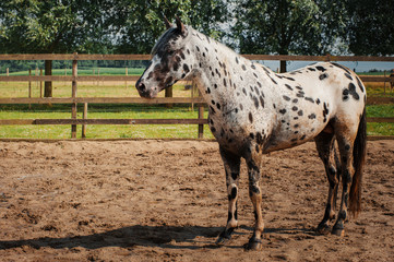 Appaloosa horse in the paddock - 353366771