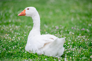 Happy white goose in a farm.