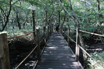 kid on the wooden bridge in the forest