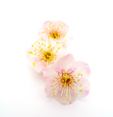 Fototapeta na wymiar 梅の花