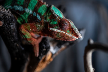 chameleon on a branch