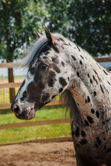 Appaloosa horse in the paddock - 353367909