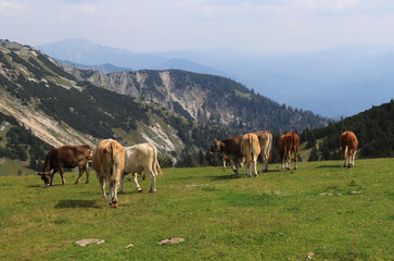 Fototapeta na wymiar Herd of Pinzgauer cattle grazes on the Hochkar mountain with an incredible and soothing view of the rest of the Austrian Alps. Organic product, the freshest and highest quality milk.
