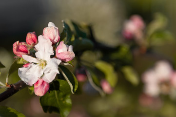 Obraz premium flowering apple tree branch in the spring garden