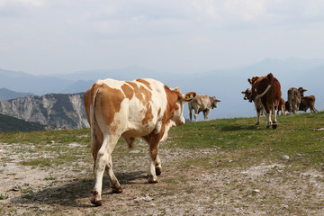 Fototapeta na wymiar Herd of bred cows of the Pinzgauer cattle breed cheerfully walks on the top of the Hochkar mountain in the Austrian Alps in the huge ski resort. Raw nature with native animals. View on butt