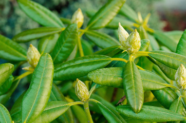 Green unblown rhododendron buds. Studio Photo