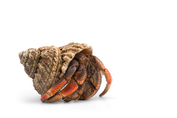 The hermit crab isolated on white background