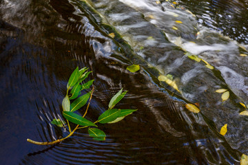 Fallen leaves in streams of water. Waterfall on a forest river. Autumn mood. Top view closeup. Perfect for design and background.
