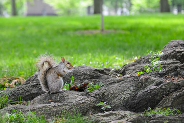 American gray squirrel eats her food at Capitol Grounds - Washington D.C. USA