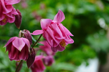 close up image of Crimson Star Columbine flower blossoms in a garden.
