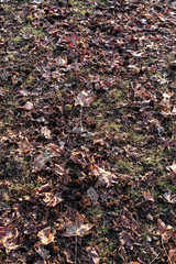 Stack of falling autumn leaves on the ground.