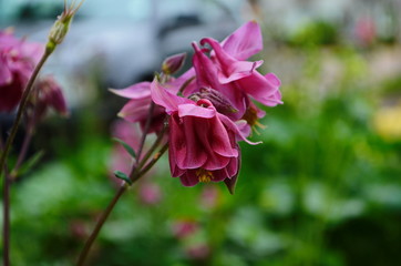 close up image of Crimson Star Columbine flower blossoms in a garden.