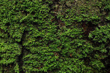 Trunk of a spruce tree covered with green lichen. Wood bark texture.