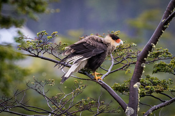 Southern Crested Caracara (Caracara Plancus)