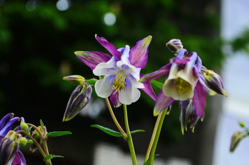 close up image of Crimson Star Columbine flower blossoms in a garden.