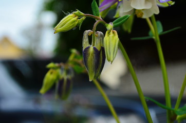 close up image of Crimson Star Columbine flower blossoms in a garden.
