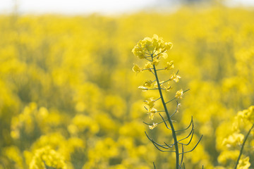 Flowering of the rapeseed field is yellow. Natural landscape background with copy space. Blooming canola flowers. Bright Yellow Rape in summer.