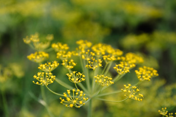 Fennel blossoms. Fennel flowers. Fennel seeds. Seasoning for food. Fennel in a garden.