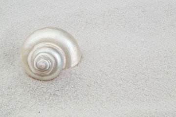 Seashell on sand background with copy space