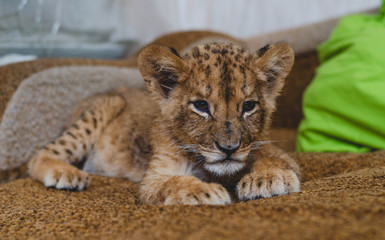 Photo of a lion cub lying at home on the sofa