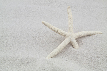 Fototapeta na wymiar Starfish on white sand background with space for text
