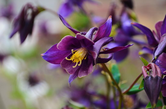 close up image of Crimson Star Columbine flower blossoms in a garden.