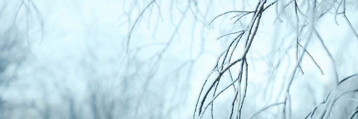 Snow and rime ice on the branches of bushes. Beautiful winter background with twigs covered with hoarfrost. Plants in the park are covered with hoar frost. Cold snowy weather. Cool frosting texture.