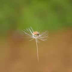 Drop of water on the Taraxacum officinale in Green and light brown background