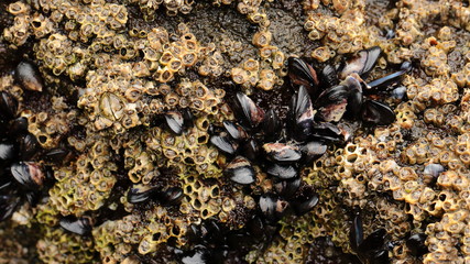 Close up macro of barnacles and mussel shells growing on rocks