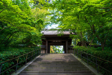 Fototapeta na wymiar 鎌倉 円覚寺の山門
