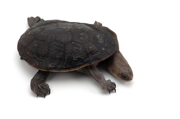 Eastern long-necked turtle isolated on white bacground