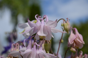 close up image of Crimson Star Columbine flower blossoms in a garden.