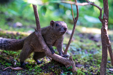 鎌倉 鶴岡八幡宮のリス