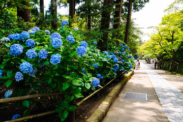 鎌倉 円覚寺の紫陽花