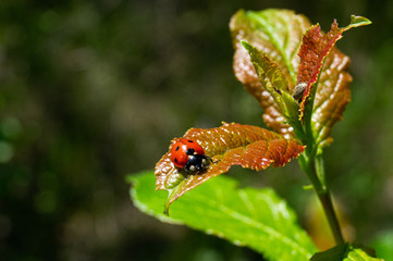 Coccinellidae. Coccinella septempunctata. Bug. Beetles. Insect. Invertebrate.