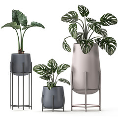 house plants in a white pot on white background