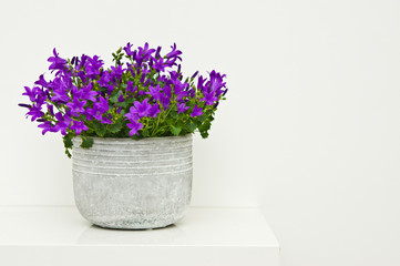 Naklejka na ściany i meble Campanula flowers home decoration in white clay pot on shelf