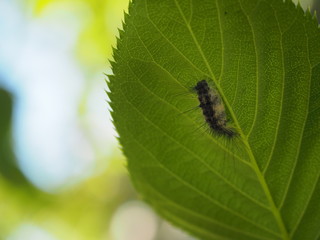 葉の裏側に隠れた小さな毛虫