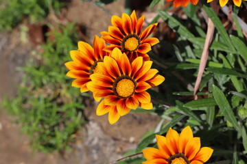 ガザニアのオレンジ色の花