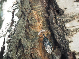 桜の幹の上で小さなイモムシの体液を吸うヨコヅナサシガメ