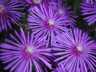 Fototapeta premium 庭先の花壇に咲いていたマツバギク