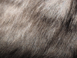 夏が近づいて冬毛が抜け始めているブリティッシュブルーの猫の毛