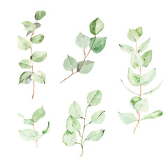 Watercolor eucalyptus clipart. Hand-painted foliage leaves clipart for wedding invitations and logo. Tropical  greenery  isolated