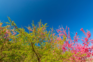 Fototapeta na wymiar Colorfull pattern sasura green leaf with blue sky background