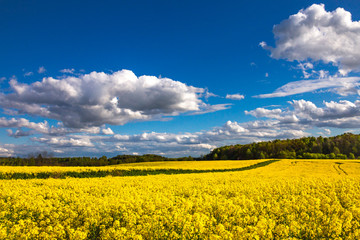 Obraz premium Yellow rape flower on the fields with beautifull blue ky