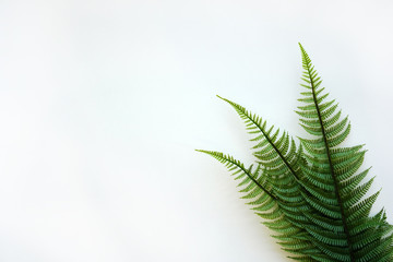 Fern leaves laid out on a white background, workspace